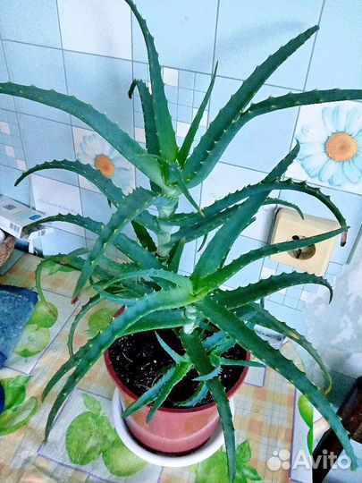 Алоэ лечебный