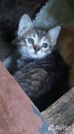 Котята пропадают