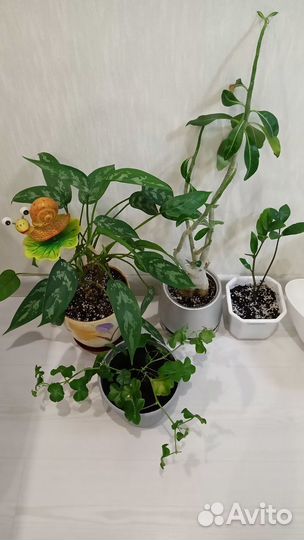 Комнатные цветы горшки