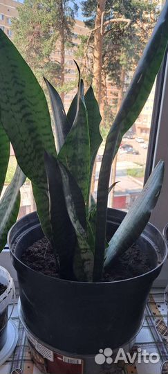 Комнатные цветы(Сансевиерия)