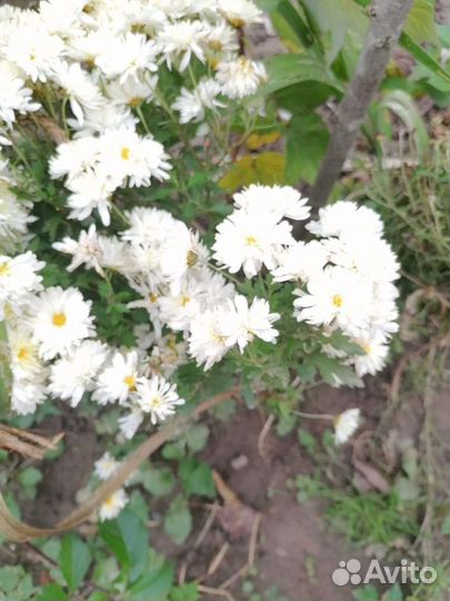 Хризантемы мультифлора