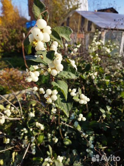 Декоративные кустарники