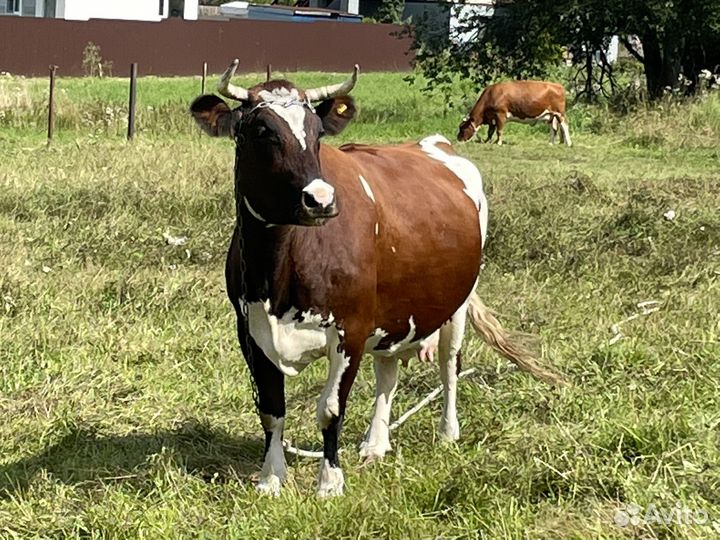 Молоко, творог, сыр, масло