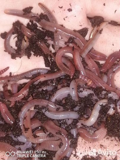 Черви дендробена