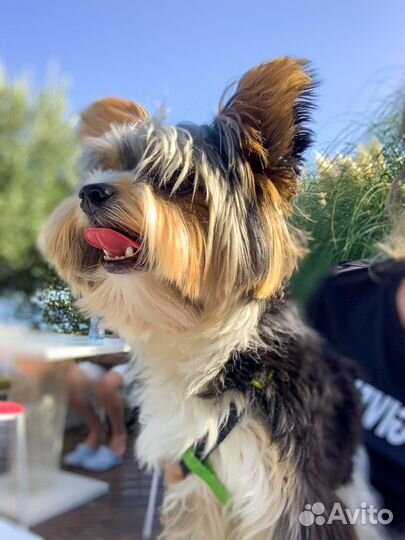 Бивер йорк вязка