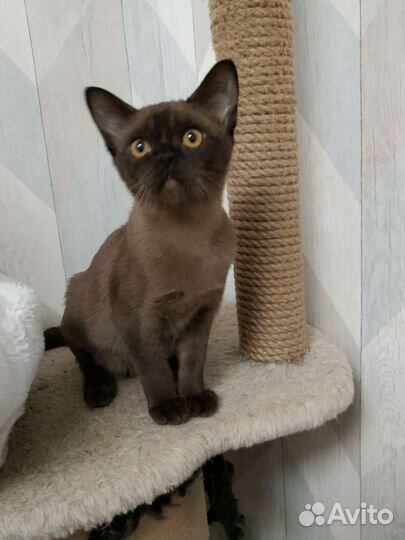 Бурманская