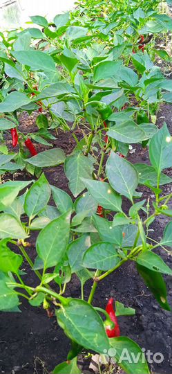 Перец острый