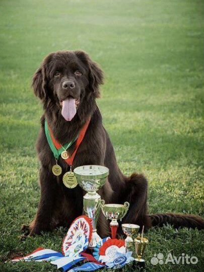 Дрессировка собак