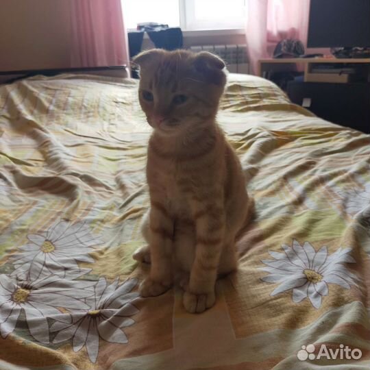 Вислоухий котенок бесплатно