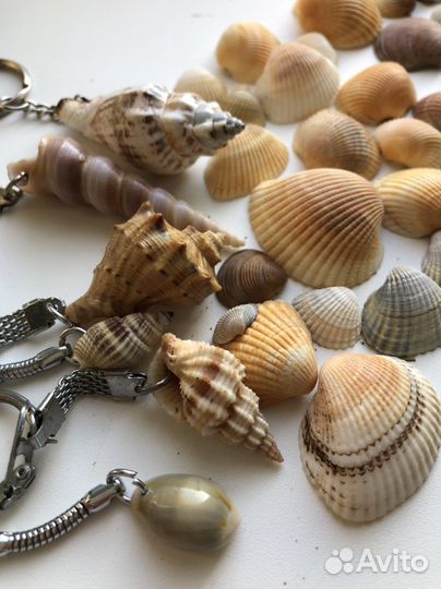 Ракушки стеклышки мидии
