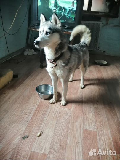 Хаски в добрые руки