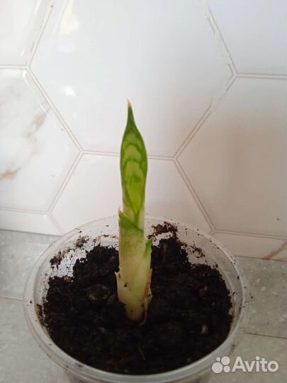 Сансевиерия