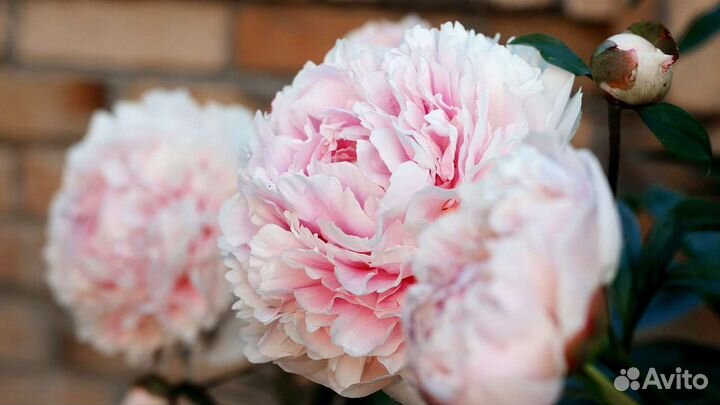 Пион Сара Бернар