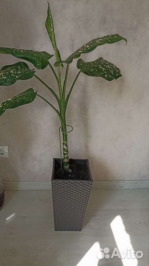 Диффенбахия в кашпо