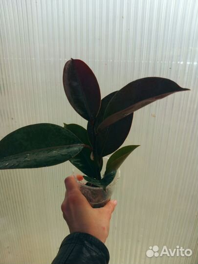 Фикусы Эластика (каучуконосные)