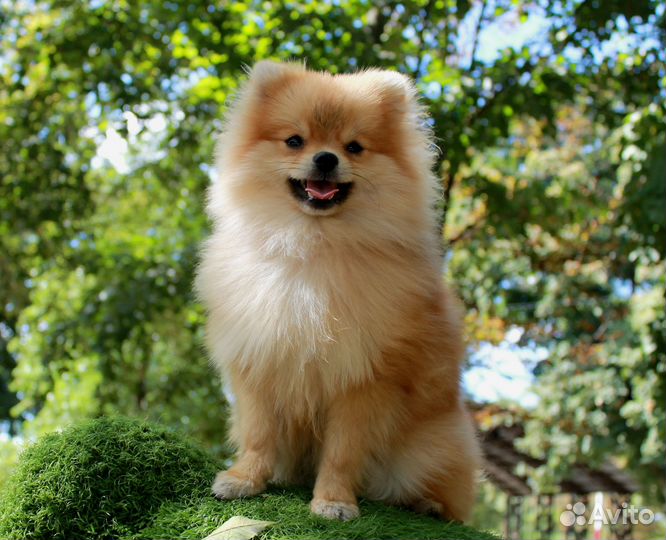 Щенок шпица