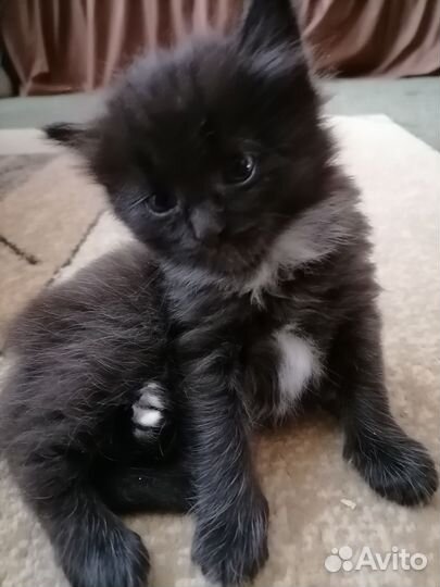 Котята пушистые