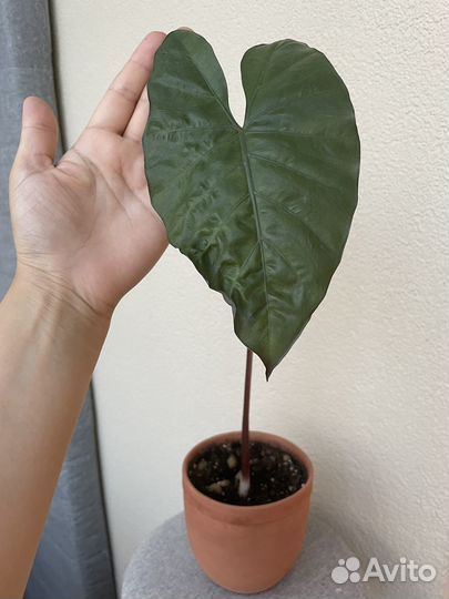 Алоказия Кукулата Принцесса Юкатан Лаутербахиана