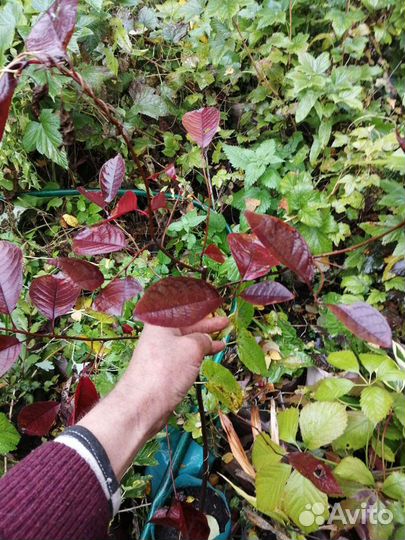 Черёмуха краснолистная