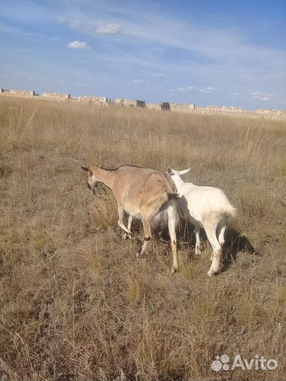 Продаются дойные козы