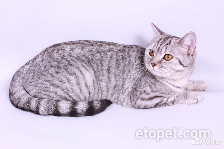 Отдам кошку в добрые руки