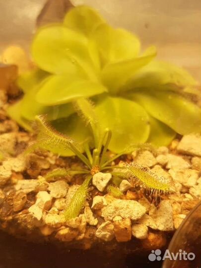 Капская росянка (форма альба)