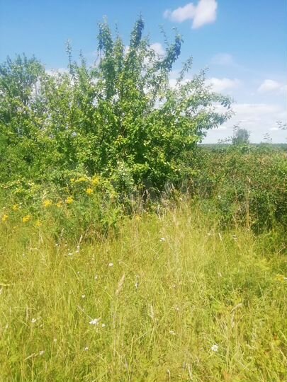 Участок 25 сот. (ИЖС)