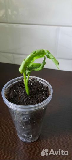 Монстера манки