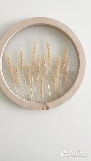 Гербарий в стекле. Рамка с растением Пшеница