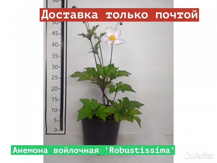 Анемона войлочная Robustissima