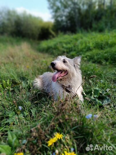 Собака в добрые руки, терьер