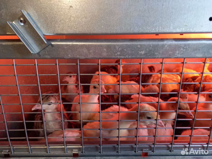 Индюшата биг 6, индюшата хайбрид грейд мейкер