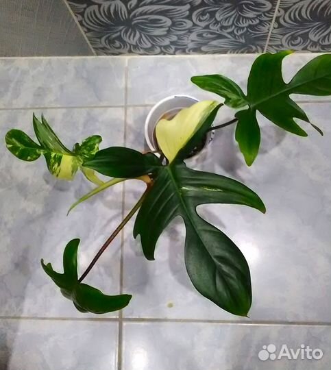 Филодендроны