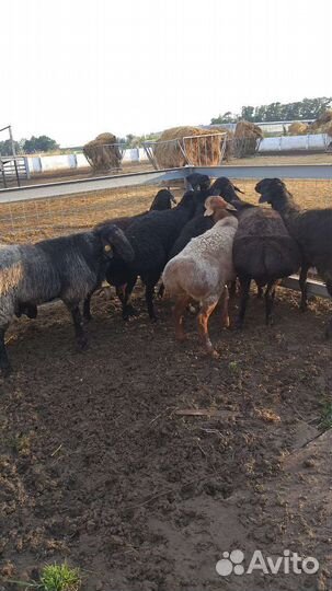Бык и бараны на племя