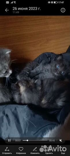 Котята в добрые руки