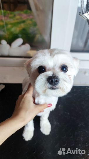 Груминг и передержка собак и кошек