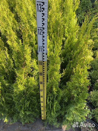 Туя смарагд 100-120См