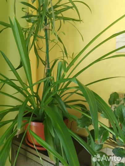 Комнатные цветы