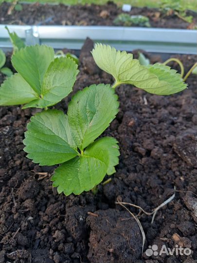 Рассада клубники усы