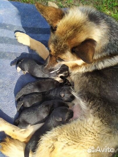 Щенки немецкой овчарки