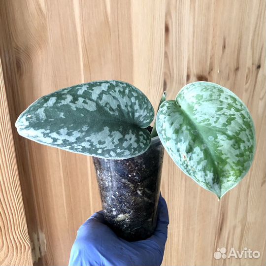 Сциндапсус Эпипремнум Филодендрон