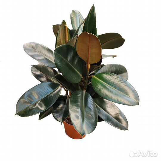 Высокие растения