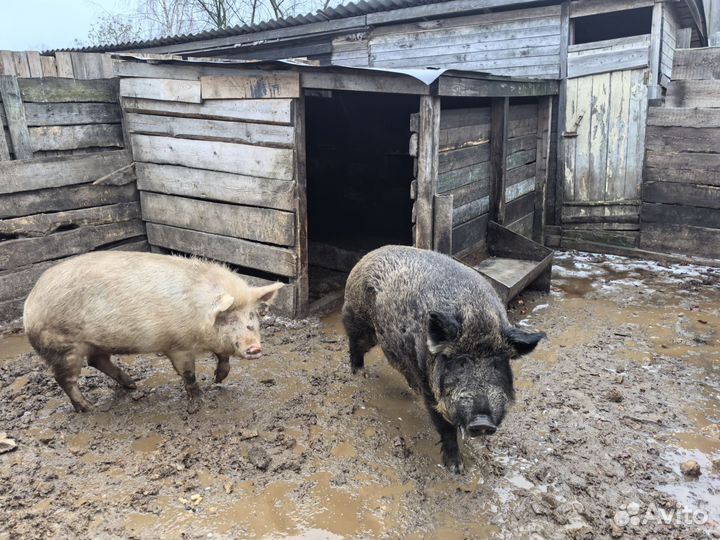 Дикий кабан