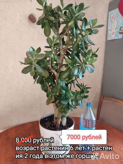 Толстянка или денежное дерево