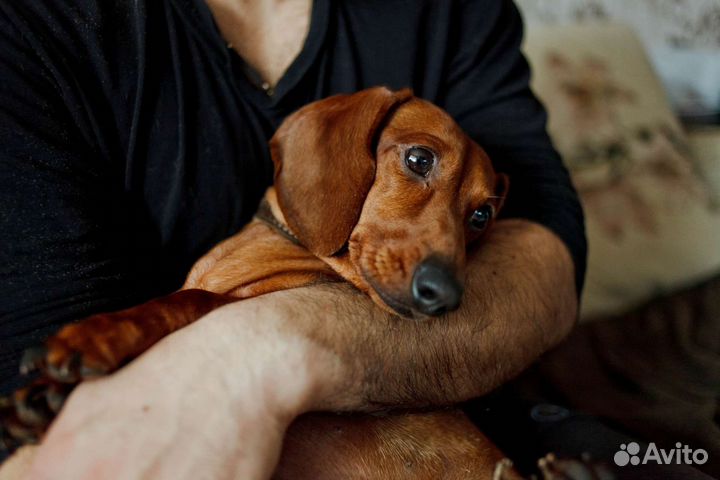 Мини Такса вязка