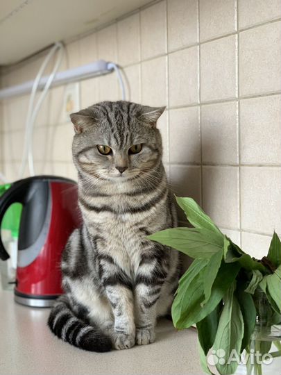 Шотландский кот на вязку