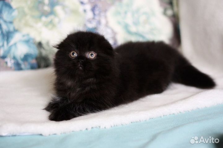 Шотландские чёрные вислоухие девочка и мальчик