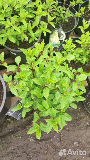 Гортензия метельчатая Ванилла Фрайз