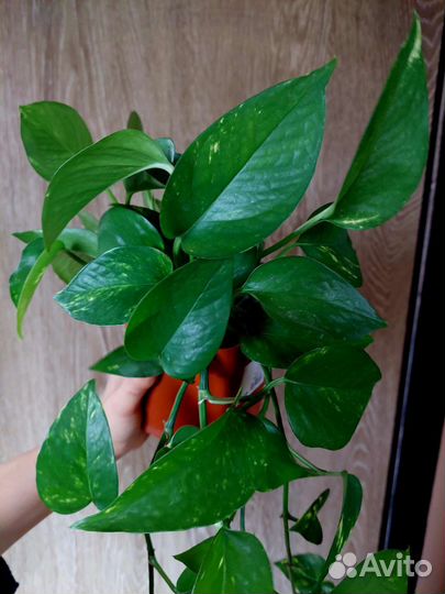 Домашние цветочки