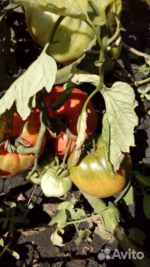 Семена урожайных и редких сортов Помидор